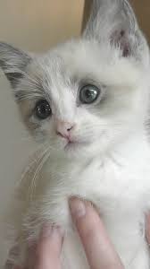 Black And White Siamese Cat Mix Snowshoe Siamese Mix Malcolm Kitten Snowshoe Cat Kittens Cutest Kittens