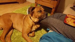 Both of these dogs are a little more aggressive and have a higher energy level. Spike 2 Year Old Male Rhodesian Ridgeback Cross Mastiff Available For Adoption