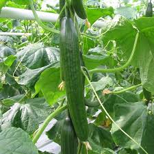 When the weather is warmer you can directly sow this can vary on cucumber varieties so always check the recommendation on your seed packet too! Cucumber Femspot F1 A Leading Supplier Of Vegetable Seeds In Essex Uk Grow Your Own Vegetable Seeds Kingsseeds Com