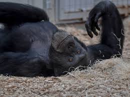 Arrival of Napoleon - Colchester Zoological Society