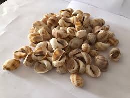 Check spelling or type a new query. Wholesale Used To Do Polished Raw Natural For Home Decoration Extra Large Clam Shells Natural Sea Shell Online Shopping