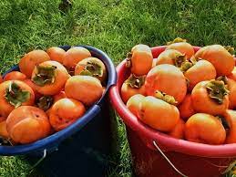 Maybe you would like to learn more about one of these? Edible Izing Adelaide Free Food Exchange Adelaide
