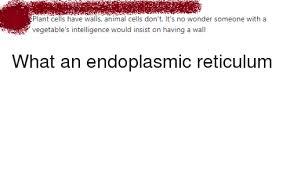 Plant cells have that animal cells don't. Plant Cells Have Walls Animal Cells Don T It S No Wonder Someone With A Vegetable S Intelligence Would Insist On Having A Wall Politics Meme On Me Me
