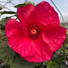 Image result for Hibiscus platycalyx