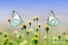 Regalare un mazzo di fiori a qualcuno è uno dei gesti più calorosi e apprezzabili che possano esserci. Frasi Citazioni E Aforismi Sulle Farfalle Aforisticamente