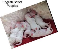 Looking for a puppy or dog in iowa? Hunting Dogs English Setter For Sale In Philadelphia Agriseek Com