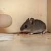 Due to the use of ultrasonic waves, the animals and insects simply leave further, its working is not interfered with by obstacles like furniture and walls as the sound it produces can pass through them. 1
