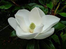 I Discovered This Perfect Flower While Living In Charleston South Carolina It Will Always Be My Favor Little Gem Magnolia Tree Magnolia Flower Magnolia Trees