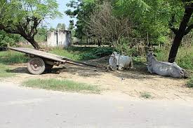 Kereta langgar lembu, lima sekeluarga nyaris maut. Bullock Cart Wikiwand