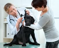 Affordable pet clinic opened its doors in november 2005, realizing dr. Veterinary Services In Waupun Wi Maple Knoll Veterinary Clinic