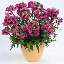 Image result for Nemesia
