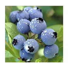 Yaban mersini gibi, yaban mersini kurusu faydaları da oldukça fazladır. Bursa Tarim Duke Yaban Mersini Fidani Mavi Yemis Blueberry Fiyati