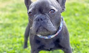 The chicago french bulldog rescue said originally 28 french bulldog puppies were rescued from a moving van in texarkana, texas, on july 12. Looking For A Furry Friend Here Are 6 Delightful Doggies To Adopt Now In Los Angeles Cbs Los Angeles