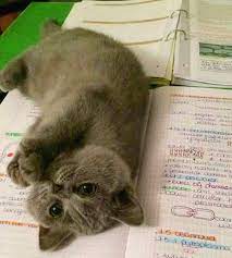 ozel hayatinizi hice sayip icine girmekten bir nebze rahatsiz olmayan 30 yaramaz kedi kedi sevimli kediler sevimli hayvan yavrulari