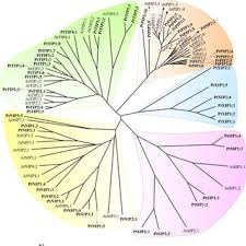 Maybe you would like to learn more about one of these? Pdf Gupta Ab Sankararamakrishnan R 2009 Genome Wide Analysis Of Major Intrinsic Proteins In The Tree Plant Populus Trichocarpa Characterization Of Xip Subfamily Of Aquaporins From Evolutionary Perspective Bmc Plant Biol 9