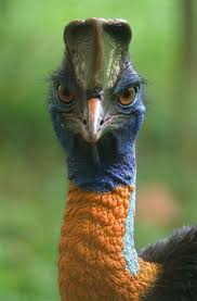 Bird That Sounds Like A Monkey Australia Creative Pictures World S Most Dangerous Bird Cassowary Cassowary Cassowary Bird Nature Birds