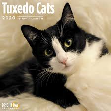 Magpie, mia, ladybug, or cricket could all be good pairings for moxie. 2020 Tuxedo Cats Wall Calendar By Bright Day 16 Month 12 X 12 Inch Cute Kitty Cat Animal Bicolor Piebald Magpie Tabby Feline Amazon Sg Office Products