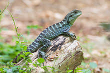 Artiklar i kategorien «dyr i australia». Talk Australian Water Dragon Wikipedia