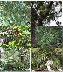 Image result for Monotes glaber