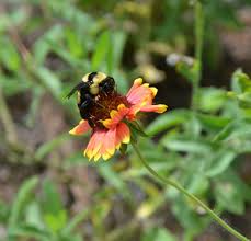 But no bees can eat and digest wood. Carpenter Bees Stay Busy Boring Nests Sipping Nectar