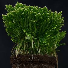 Image result for Selaginella mittenii