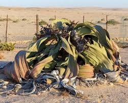 Image result for Arthraerua leubnitziae