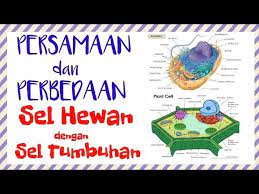 We did not find results for: Persamaan Dan Perbedaan Antara Sel Hewan Dengan Sel Tumbuhan Youtube