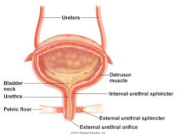Image Result For Bladder Muscles Renal Physiology Bladder Pelvic Floor