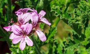 Image result for Pelargonium