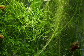 Image result for Najas graminea