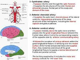 Subsequently, the internal carotid arteries bifurcate onto the anterior and middle cerebral arteries, on each internal carotid artery. Blood Supply Of The Brain 1 Internal Carotid