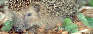 Tier Des Monats Igel Lernspass Fur Kinder Igel Tiere Sachkunde