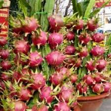 Maybe you would like to learn more about one of these? Red Dragon Fruit Plant Bonsai Plants Nursery At Best Price Inr 40 Bag From Bonsai Plants Nursery Id 5632041