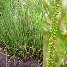 Image result for Juncaginaceae