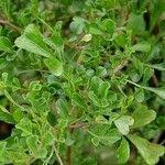 Image result for Searsia lucida