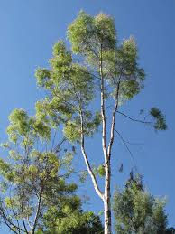 Image result for Eucalyptus citriodora