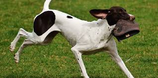 Check spelling or type a new query. Arti Sebenarnya Mimpi Melihat Anjing Menurut Islam