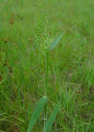 Image result for Dichapetalum deflexum