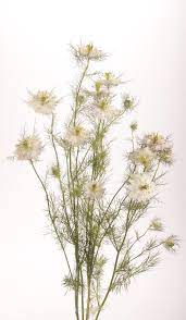Pin On Lovely Nigella