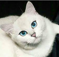 Pin By Mitzi Wortman On White Cats Cat Names British Shorthair