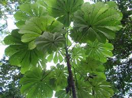 Image result for Cecropia