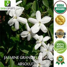 Image result for Jasminum grandiflorum