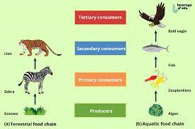Food chain and food web form an integral part of this ecosystem. What Is Food Chain Definition Types Examples Leverage Edu