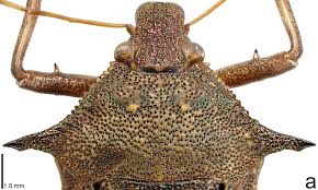 Image result for Hypolytrum pynaertii