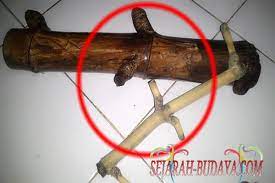 Pernah dicobakan pada hewan percobaan sebagai antikanker. Energi Bambu Patil Lele Sudah Dipercaya Ribuan Tahun Yang Lalu Sejarah Budaya