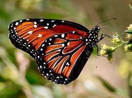 Mariposa Monarca Conabio