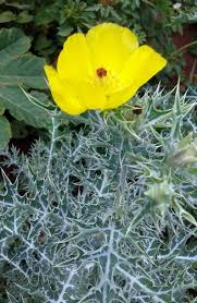 Image result for Argemone mexicana