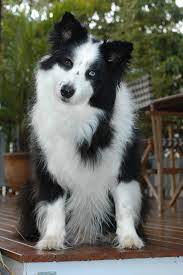 Handsomedogs 3 Year Old Border Collie Jake Brisbane Australia Border Collie Collie Collie Puppies