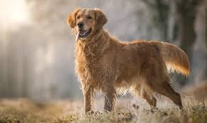 Golden retriever puppies are adorable and if you are buying one of your own, sometimes making a choice can be difficult. Golden Retriever Training How To Train A Golden In 6 Weeks All Things Dogs All Things Dogs