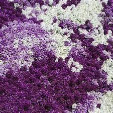 Broadcast seeds into cultivated soil or containers. Alyssum Is An Old Fashioned Favorite The Dainty Spreading Plants Are Covered With Clusters Of Small Sweetly Fragran Plants Fragrant Flowers Planting Flowers